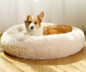Dog Accessories