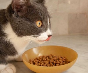 Cat Food