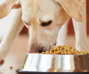 Dog Food