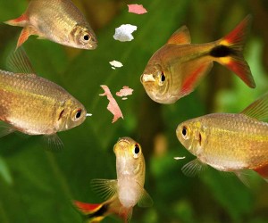 Fish Food