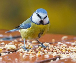 Bird Food